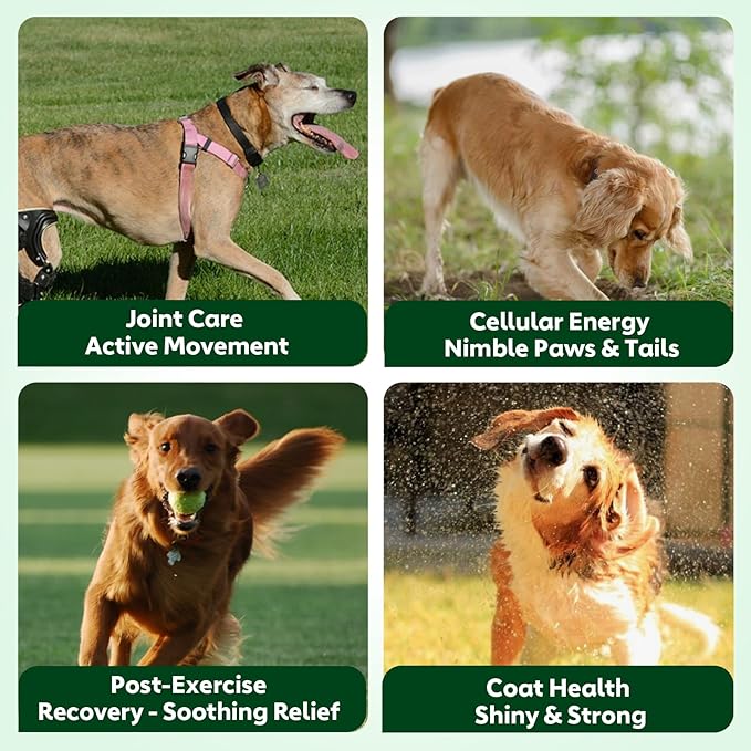 NMN Supplement for Dogs NAD+ Booster - Image 3